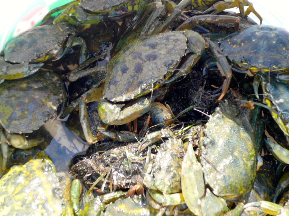 crabe et palourde 0296