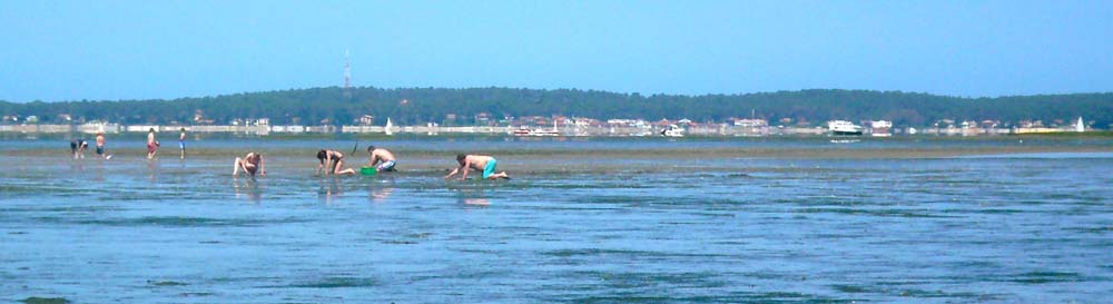 crabe et palourde 0299