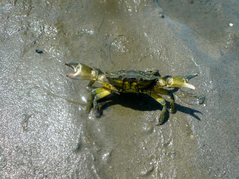 crabe et palourde 0302