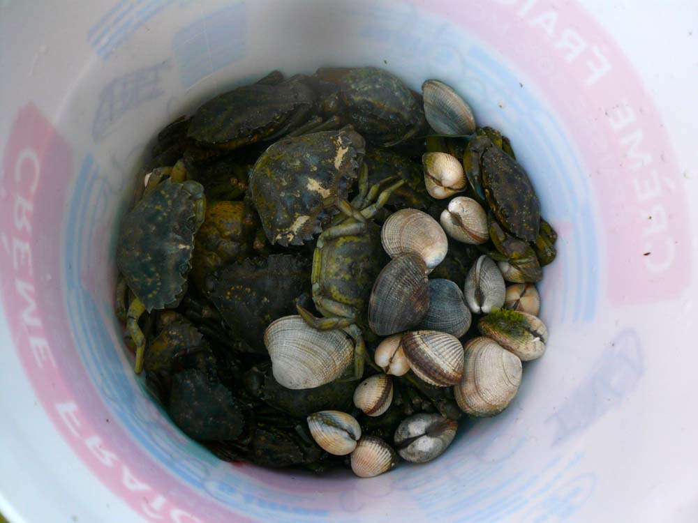 crabe et palourde 0305
