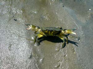 crabe et palourde 0302