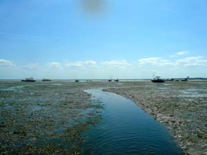 crabe et palourde 0303