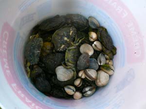 crabe et palourde 0305