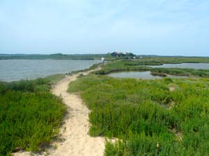 crabe et palourde 0339